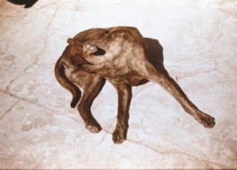 Creadores de imágenes