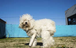 Creadores de imágenes