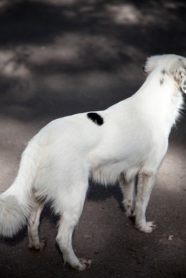 Creadores de imágenes