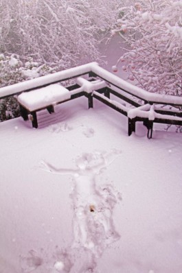 Creadores de imágenes