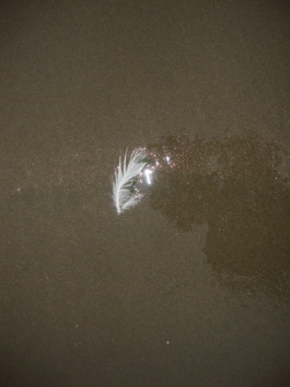 Creadores de imágenes