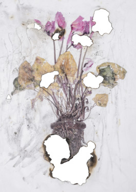 Creadores de imágenes