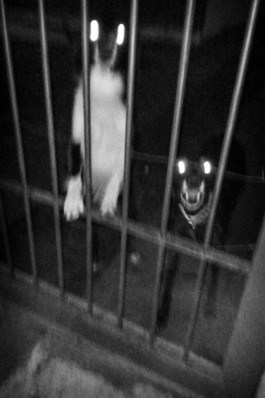 Creadores de imágenes