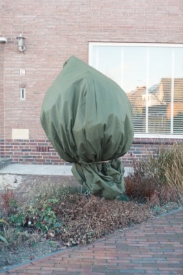 Creadores de imágenes