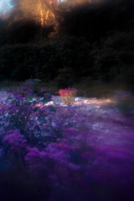 Creadores de imágenes