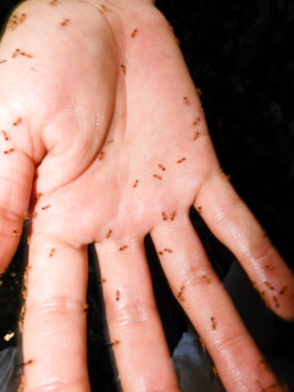 Creadores de imágenes