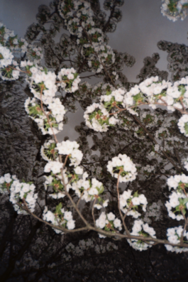 Creadores de imágenes