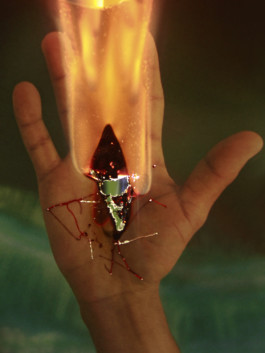 Creadores de imágenes