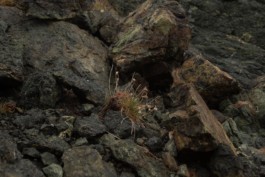 Creadores de imágenes