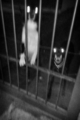 Creadores de imágenes